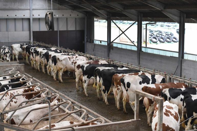 Met 1,4 miljard euro ligt de omzet van de Vlaamse melkveehouderij ruim boven het vijfjarig gemiddelde