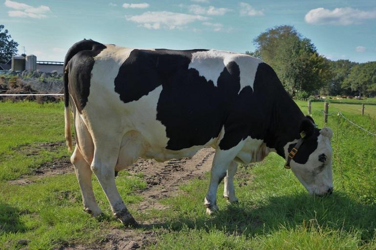 Miena 29 van firma Booijink werd kampioene bij de rubriek 90.000 tot 100.000 kg melk