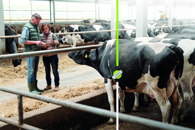 De bolus in de netmaag meet de temperatuur met een nauwkeurigheid van 0,01 graad