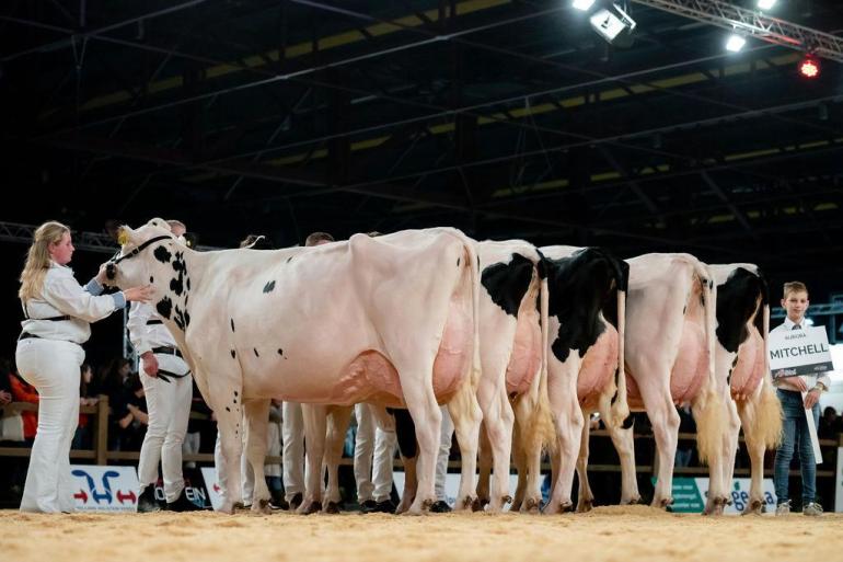. De Mitchells straalden veel melk uit door het stijlvolle, lange frame in combinatie met de sterk beaderde, hoge achteruiers (foto: Els Korsten)