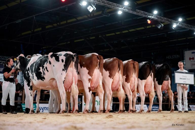 Het krachtige, vlot bespierde zestal toonde op stand de brede kruispartijen en achteruiers met prima ophangband (foto: Els Korsten)