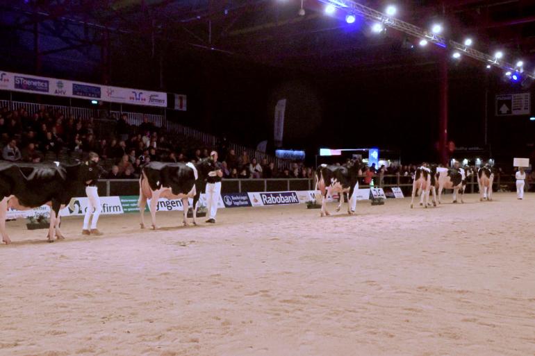 Op de HHH-show 2023 waren dochtergroepen van drie stieren te zien