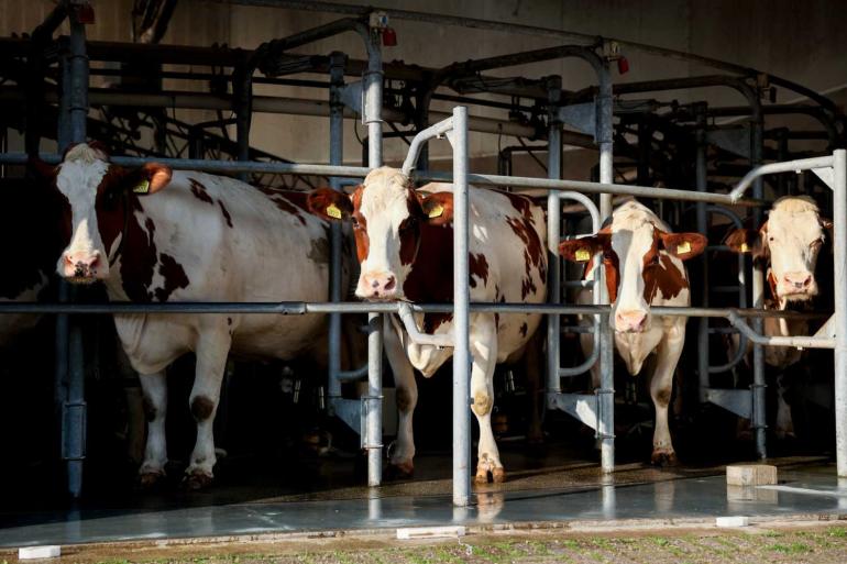 De melkaanvoer in Nederland daalde in september met ruim 1 procent