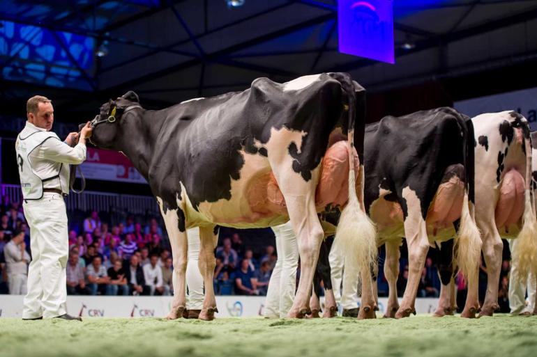 Op de NRM in 2017 won Koba de vaarzentitel