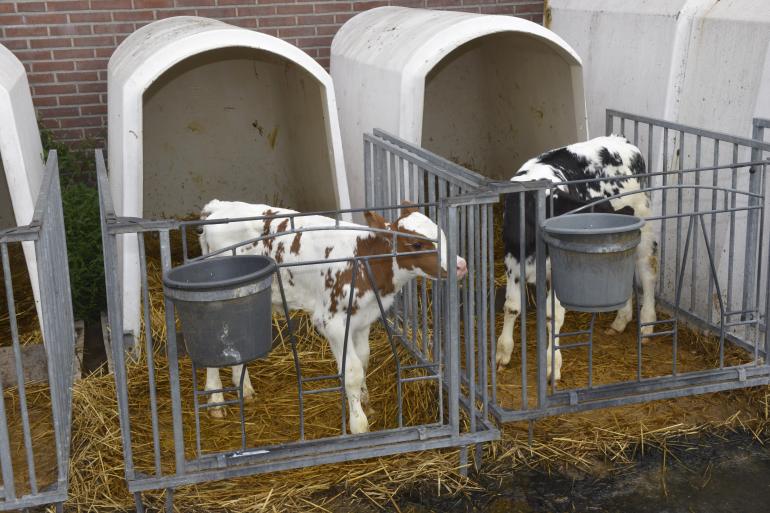 Rabobank verwacht dat kalveren voor de vleeskalverhouderij in 2040 minimaal tot acht weken leeftijd op het melkveebedrijf blijven