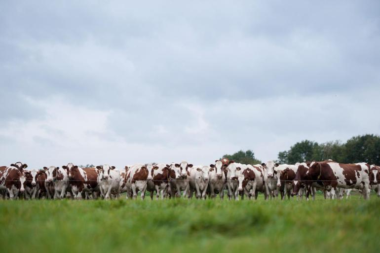 De mortaliteit van deze blauwtongbesmetting is ongeveer zes keer hoger dan van de uitbraak in de jaren 2006 tot en met 2008.