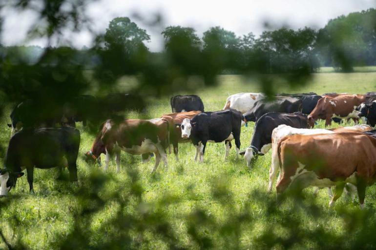 LTO pleit ervoor het verdienvermogen van boeren te verbeteren door hen een vergoeding te geven voor bijdragen aan natuur en landschapselementen