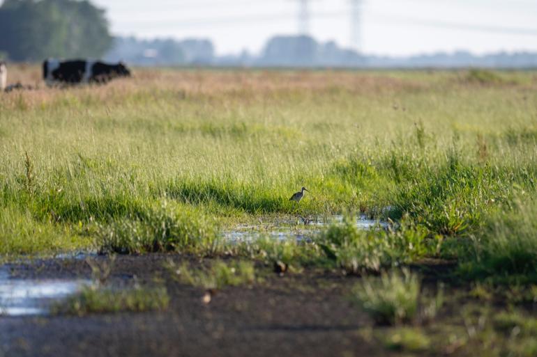 Weidevogels zijn gebaat bij grasland dat extensief wordt ingezet