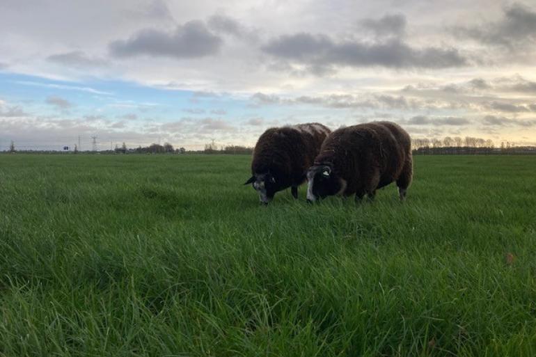 In België zijn twee nieuwe blauwtonggevallen bevestigd