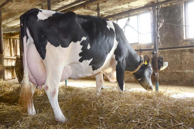 Volgens eigenaar Ken Suzuki heeft de koe haar record te danken aan haar sterke en lange bouw, een goed aansluitend uier met een fijne speenplaatsing en een goede eetlust, maar ook haar genen tellen mee, bron: Holstein International