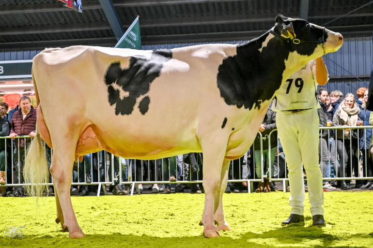 De twee keer gekalfde Giessen Cinderella 216 eiste in Wanneperveen het algemeen kampioenschap op (foto: Henk Lomulder)