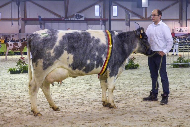 De jonge koe 1269 Ter Vaeren van Koen en Walter Vanacker was een van de nationale kampioenen van het Belgisch witblauw mixte ras