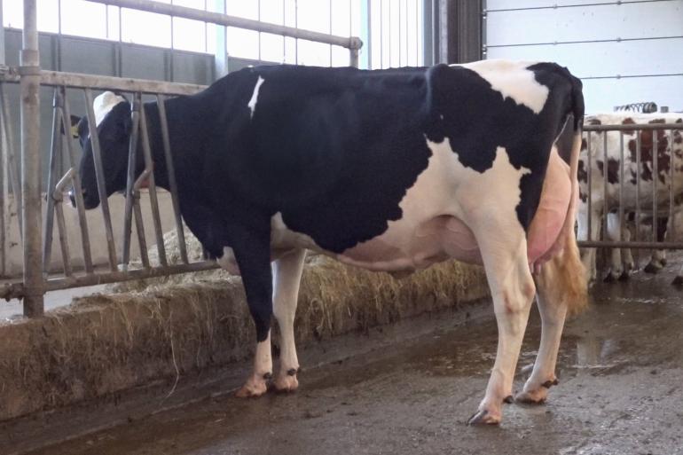 Topcross Janice 1 produceerde tot nu toe ruim 55.000 kg melk
