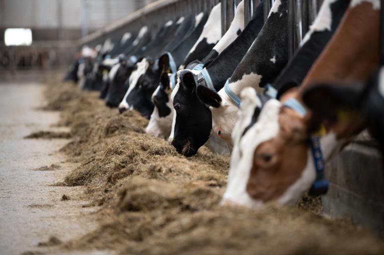 In de boekhoudcijfers van LIba is een sterk verband zichtbaar tussen het saldo per koe en de hoeveelheid ruwvoermelk die de koeien produceren.