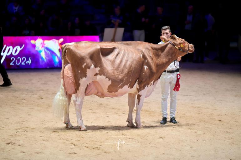 De zevenjarige Famos Awesome Ariane won in Genève het algemeen kampioenschap roodbont (foto: Fleur Maartje Bakker)