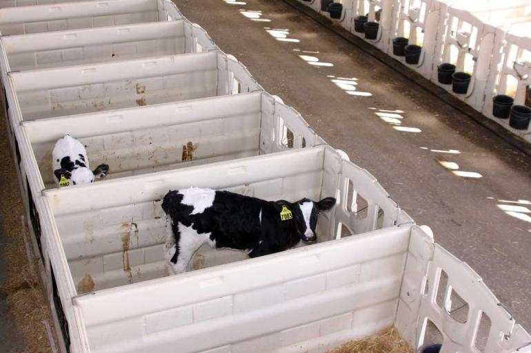 Van alle getypeerde dieren is met 93 procent het leeuwendeel vrouwelijk