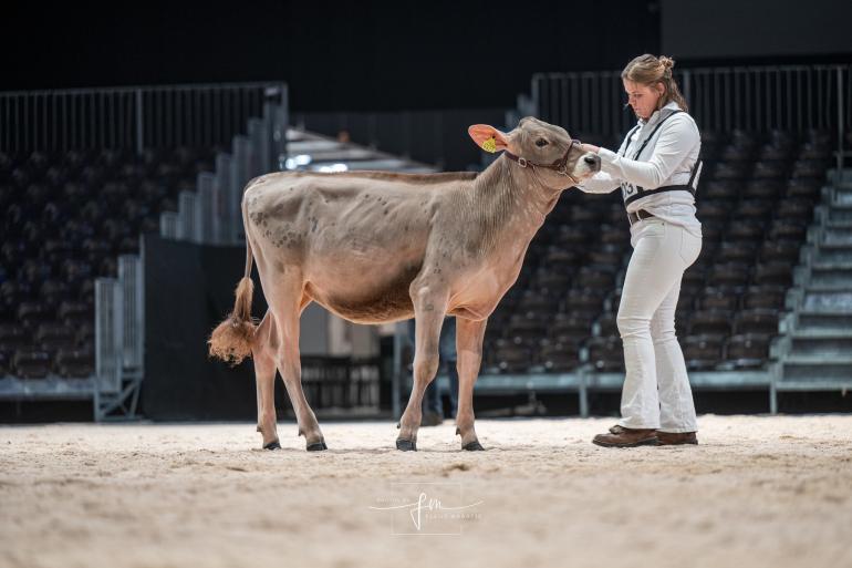 Met een brownswisspink won Wieke Marije Bakker uit Ginnum op de Swiss Expo in Genève vorige week de showmanshipcompetitie bij de senioren (foto: Fleur Maartje Bakker)