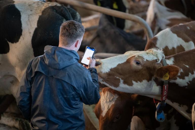 Door het AI-systeem zijn veehouders minder tijd kwijt aan controles van drachtige koeien in de weken voor het afkalven