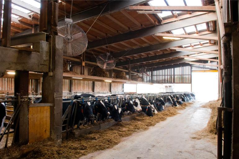 De gemiddelde Zwitserse melkproductie steeg naar ruim 9200 kg melk