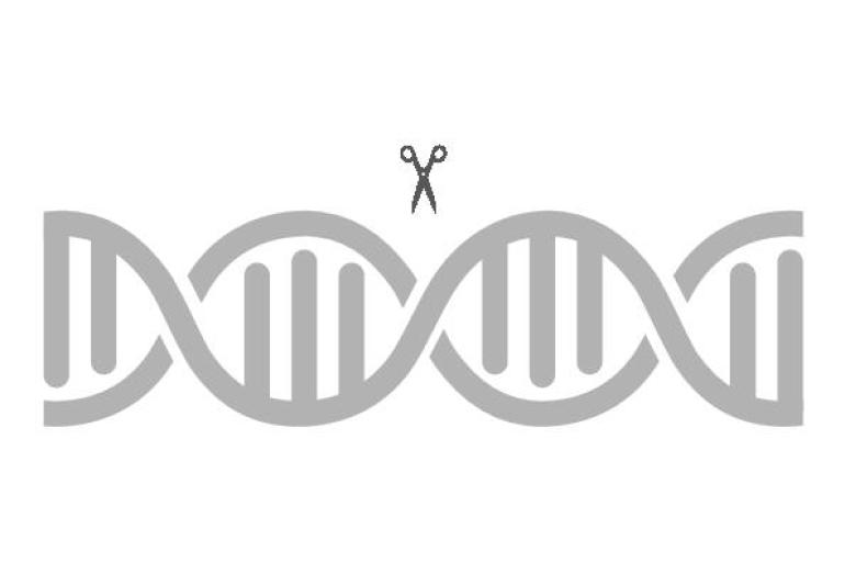 Voor het inbouwen van resistentie tegen bvd maakten de  onderzoekers gebruik van de gentechniek crispr-cas, waarmee heel gericht kan worden geknipt en geplakt in dna