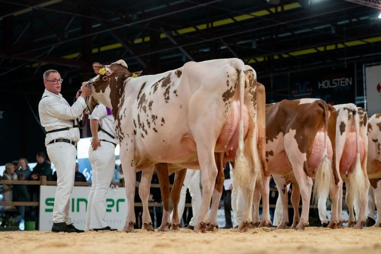 Algemeen kampioene Willem’s-Hoeve Jmw Applause 26 won op de HHH-show nog de reservetitel bij de vaarzen (foto: Els Korsten)