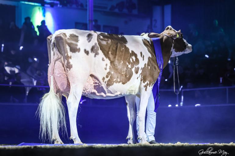 De driejarige Rosalie (v. Mirand PP) was in Verden de sterkste (foto: Guillaume Moy)