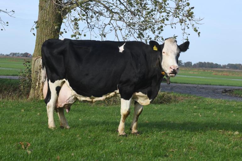 Sterkoe 3 Vogeltje 32 (Izara-Jb x Major) realiseerde al een levensproductie van 163.210 kg melk met 3,79% vet en 3,49% eiwit