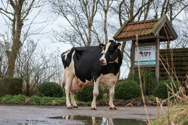 Melona (v. Minister) passeerde als vierde koe in Duitsland de grens van 200.000 kg melk (foto: Dorothee Warder)