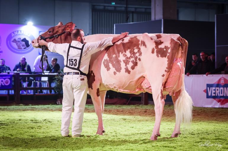 De vijfjarige Marghe Power Recel (v. Power) werd uitgeroepen tot beste roodbonte in Verona (foto: Guillaume Moy)