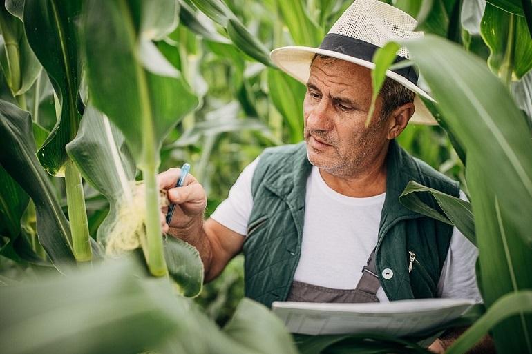 770x513-CRV__Quality control of corn cultivation.jpg