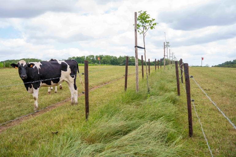 Bomen en struiken op landbouwgrond kunnen  ammoniak afvangen en daarmee de depositie van stikstof op natuur verminderen