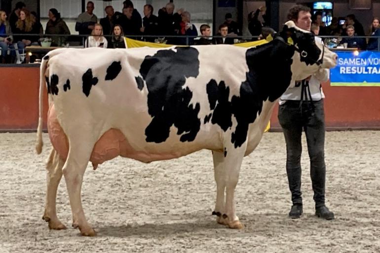 De vijf keer gekalfde Kolhorner Yedi Cosmo won in Dronten het algemeen kampioenschap