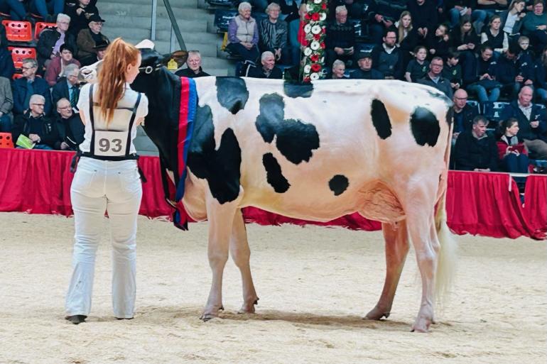 De tweedekalfs Pamela (v. Copyright) wint de Excellent-Schau (foto: Auke Landman)