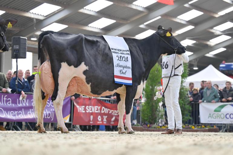 De seniorekampioene van Middenmeer: Moos 172 van Peter Honingh