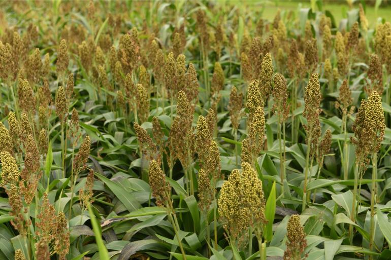 Met gemiddeld 14,6 ton droge stof per hectare is de opbrengst van sorghum nog niet concurrerend met die van mais