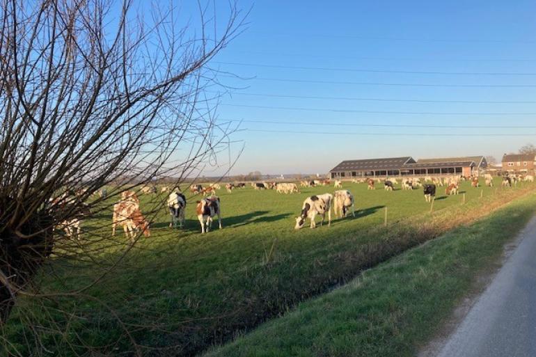 Voorweiden kost een klein beetje opbrengst bij de eerste snede, maar zorgt wel voor meer eiwitkwaliteit