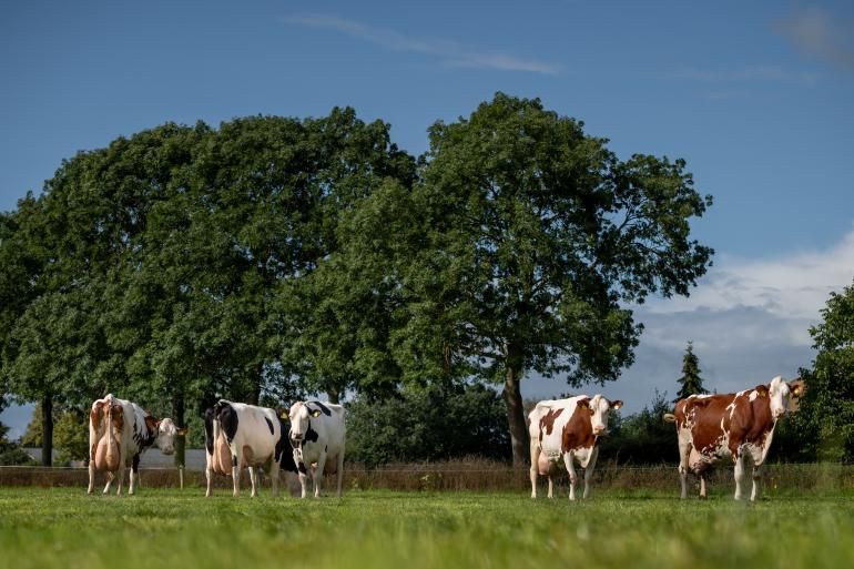 Vijf honderdtonners poseerden deze zomer voor de camera van Els Korsten