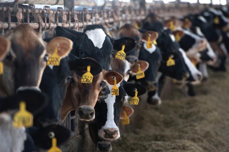 De verspreiding van het vogelgriepvirus loopt terug, maar er is bevestigd dat de overdracht ook tussen koeien plaatsvindt 