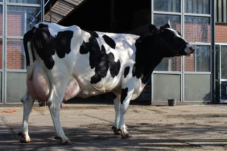 Coba 109 (v. Big Winner) produceerde al bijna 100.000 kg melk