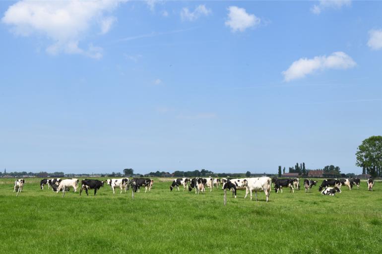 Door de stijgende melkprijzen, hogere prijzen voor koeien en kalveren en dalende inputkosten nam het rendement voor melkveehouders de afgelepen periode toe