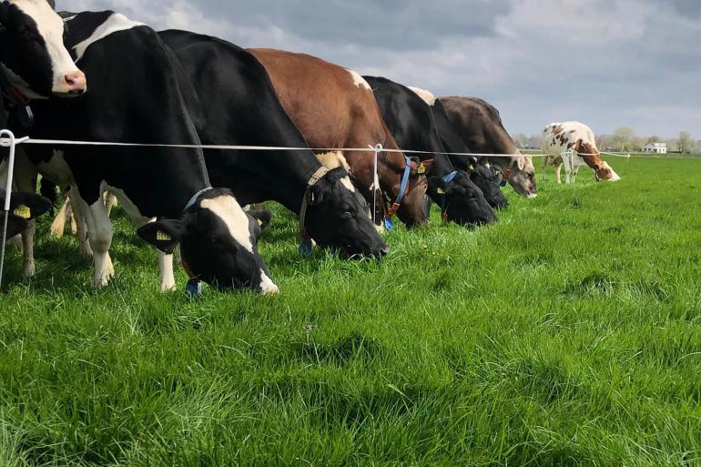 Op veel plaatsen begint het gras te lang te worden om te beweiden