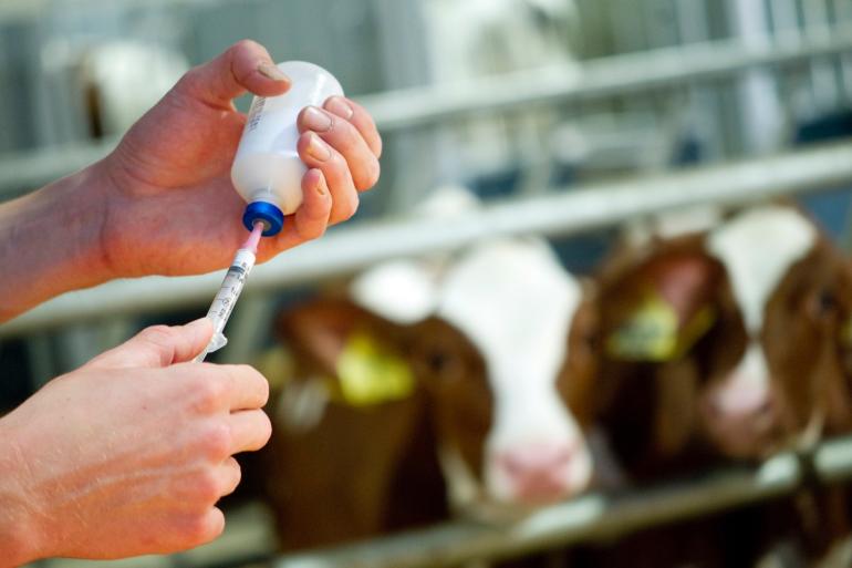 Met de sneltest kunnen de onderzoekers op moleculair niveau sporen van antibiotica terugvinden