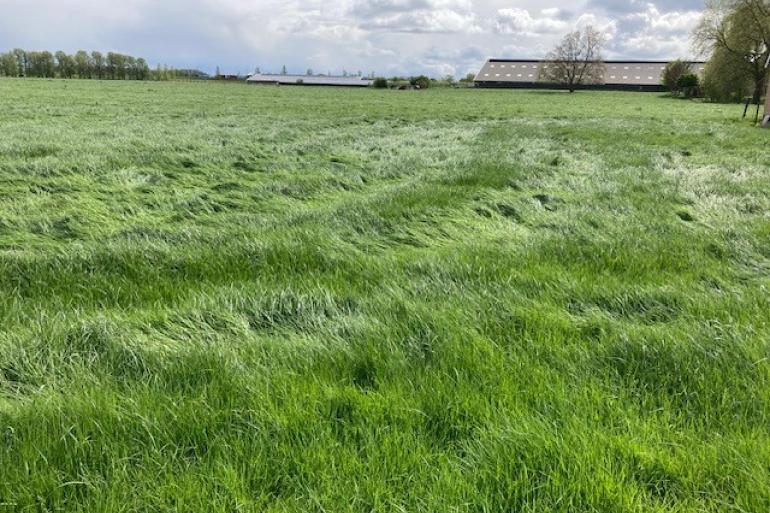 In sommige regio's is het gras zo lang dat het begint te liggen