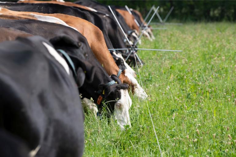 Zeventig procent van het biologisch beteelde areaal is grasland