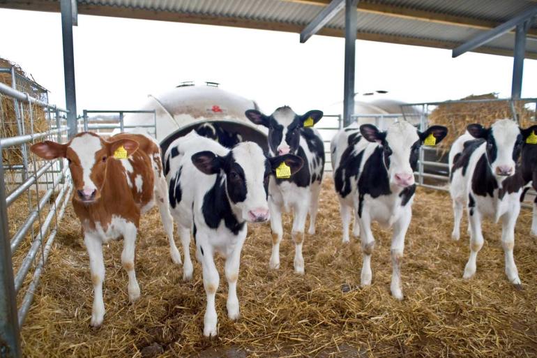 Het aantal vrouwelijke holsteinkalveren nam na een piek van bijna 300.000 stuks in 2015 af tot 258.000 stuks in 2023