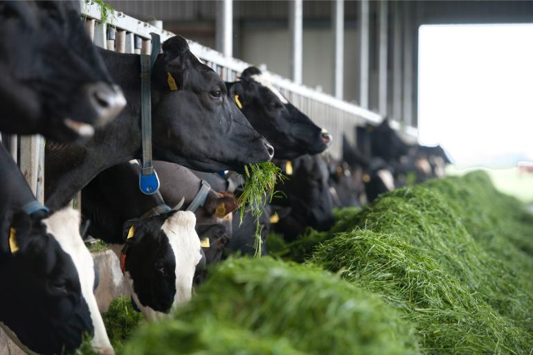 Door vers gras te voeren, daalt de uitstoot van broeikasgassen