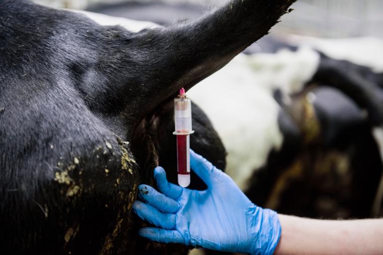 Bedrijven met het statuut ibr gE-negatief moeten door middel van bloedafname doorgroeien naar een ibr-vrij statuut