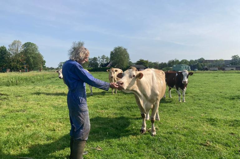 In het koppel van Kooistra lopen, naast oude Atsje, nog drie koeien van twintig jaar of ouder