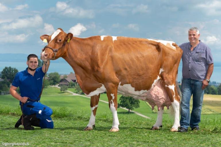 Wirth's Joyboy Granada van Martin en Dominik Wirth passeert als tweede Zwitserse koe de grens van 200.000 kg melk