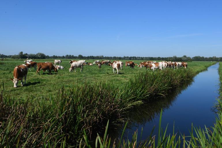 Door de hogere melkprijs en de lagere krachtvoerkosten halen boeren die weiden een hoger saldo